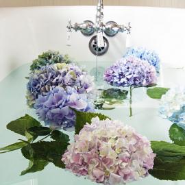 Hydrangea Emersion